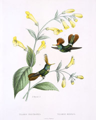 Rufous-crested Coquette
